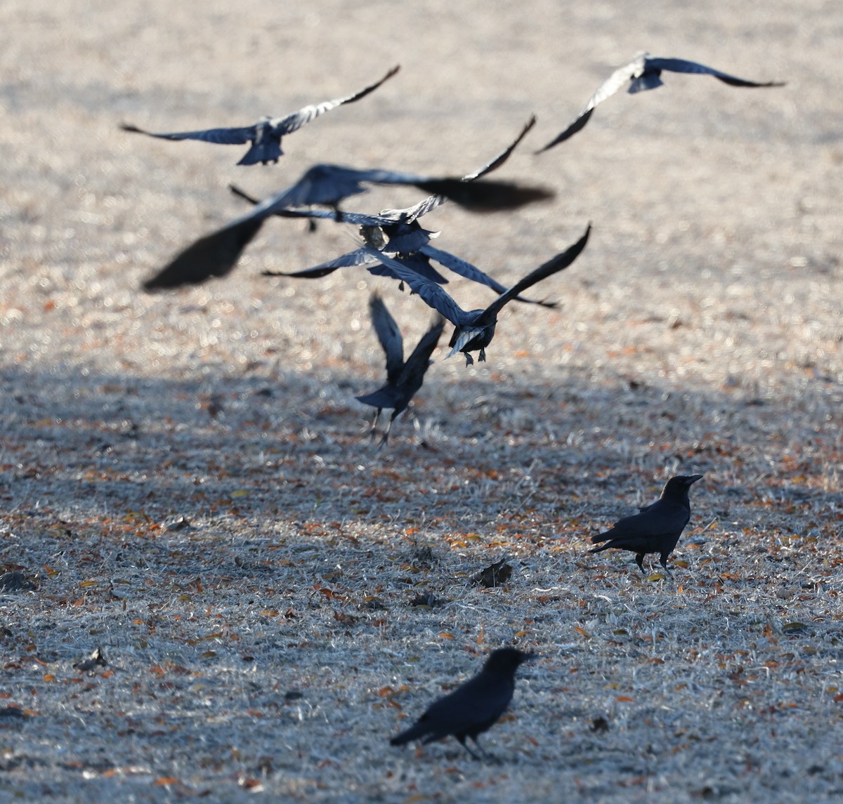 American Crow - ML645481862