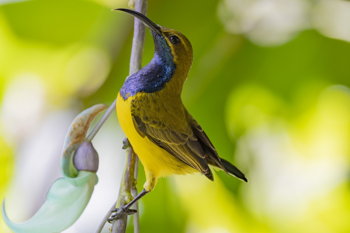 Sahul Sunbird - ML645481863