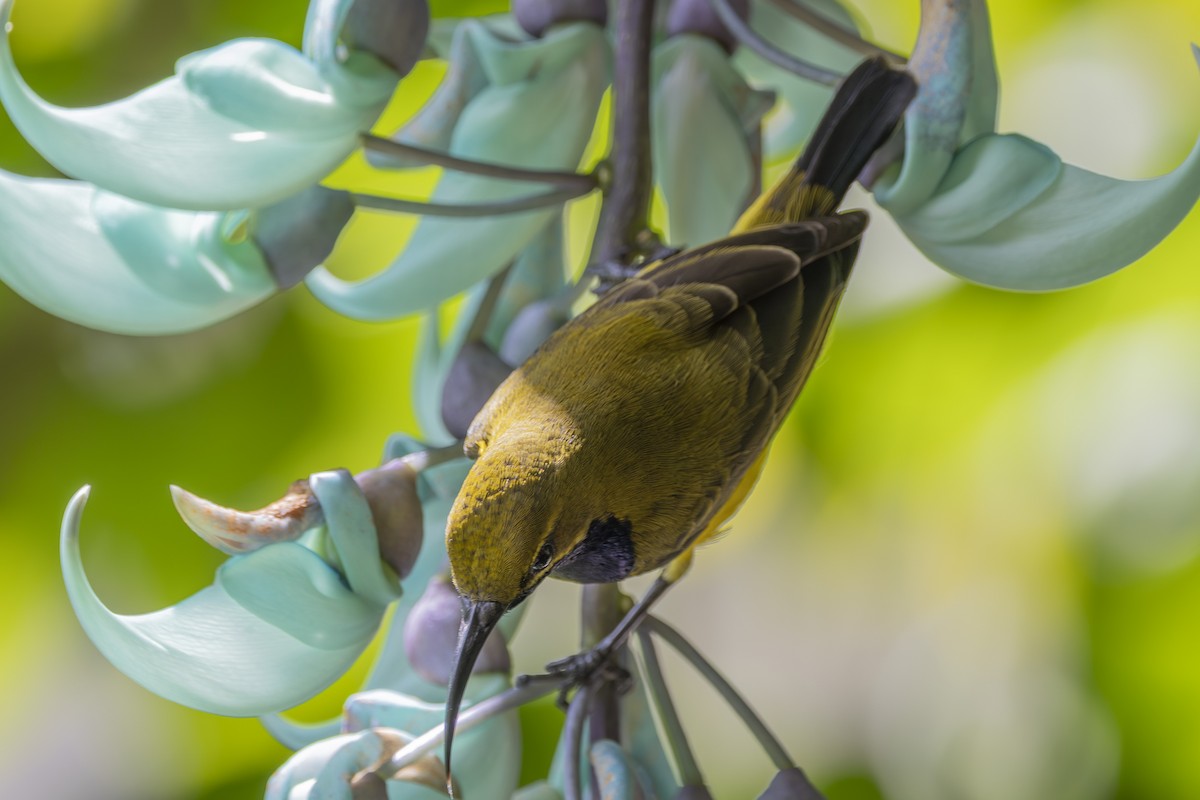 Sahul Sunbird - ML645481864