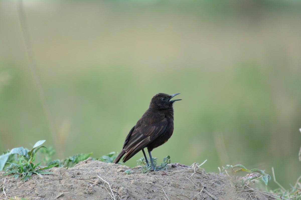 Northern Anteater-Chat - ML645481865
