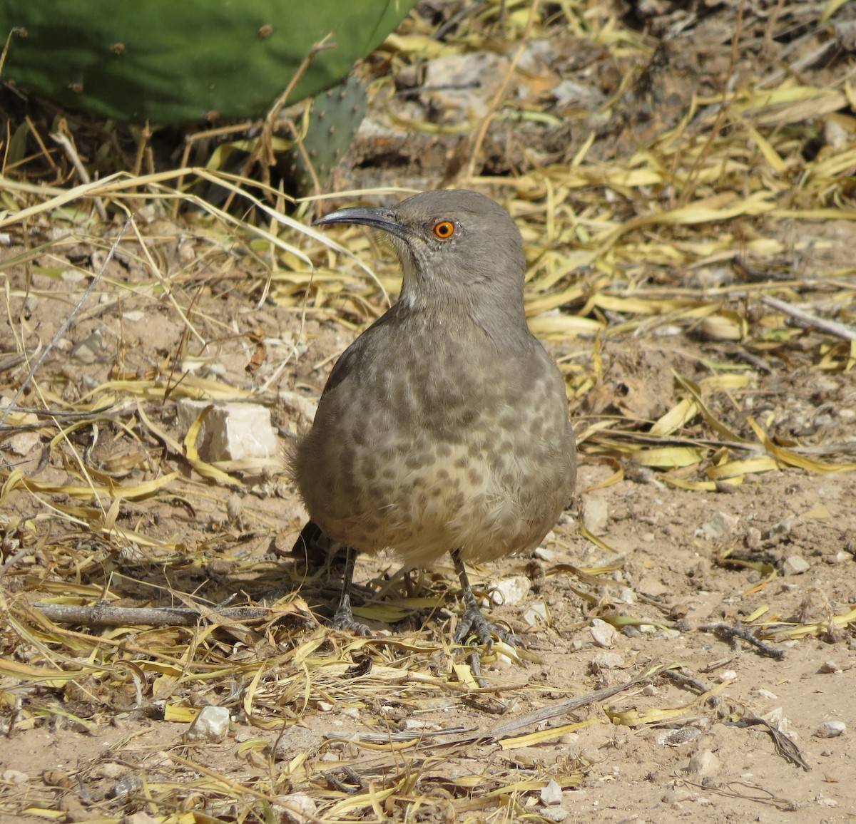 Curve-billed Thrasher - ML645481866