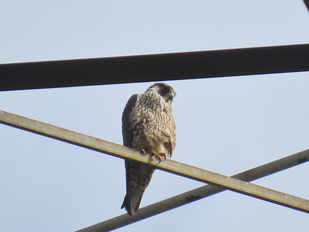 遊隼 - ML645481870