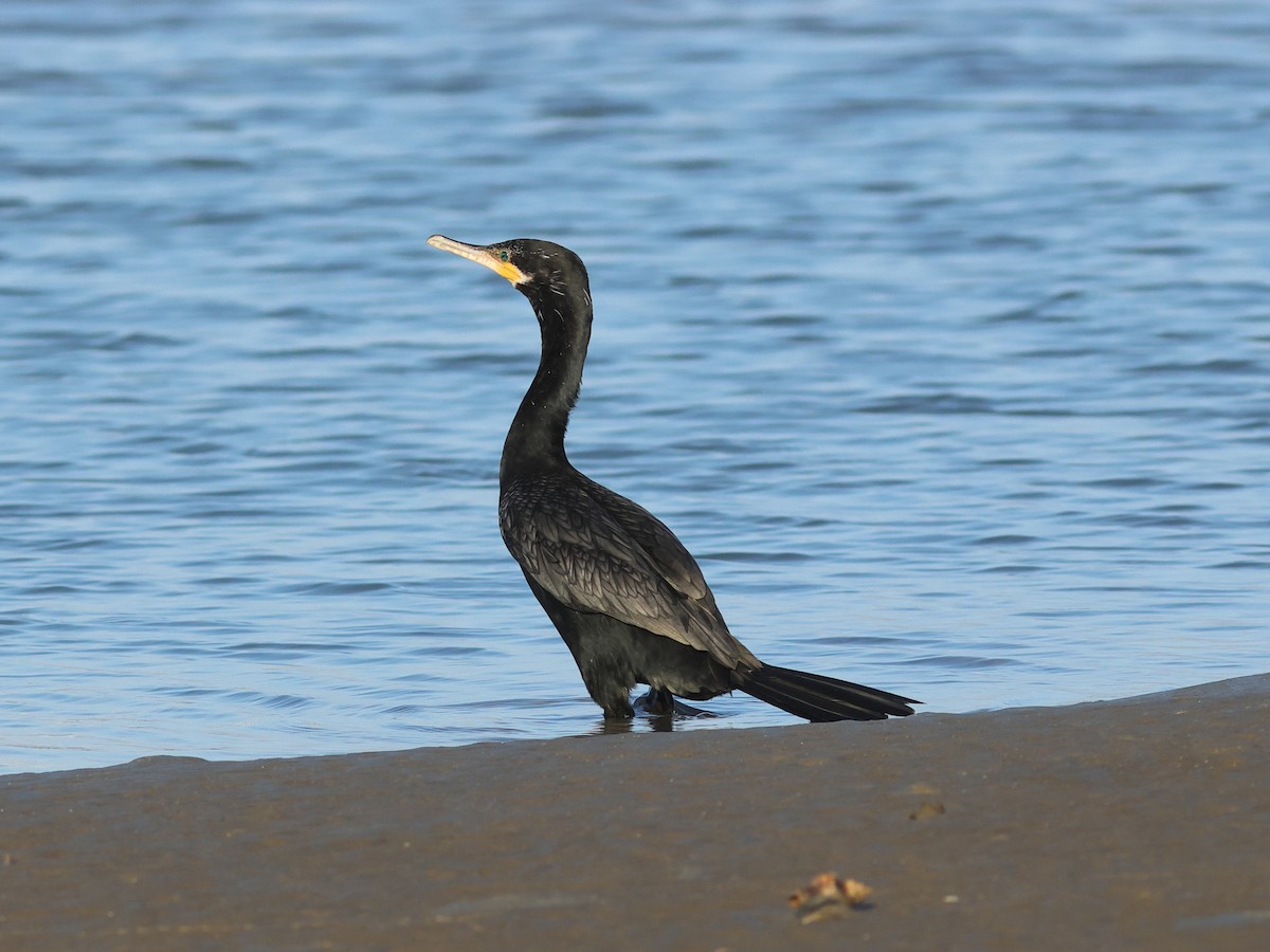 Neotropic Cormorant - ML645481871