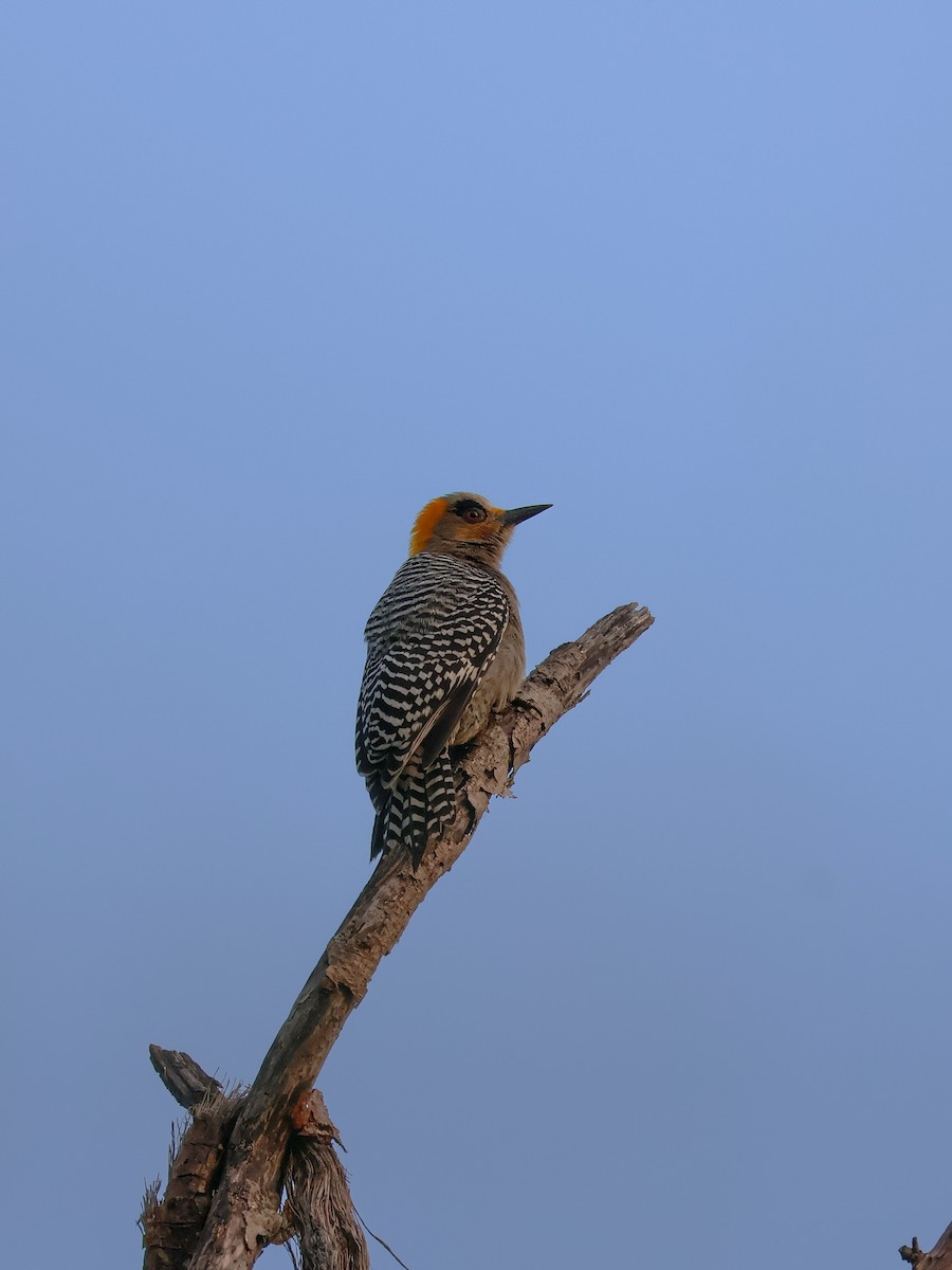 Golden-cheeked Woodpecker - ML645481874
