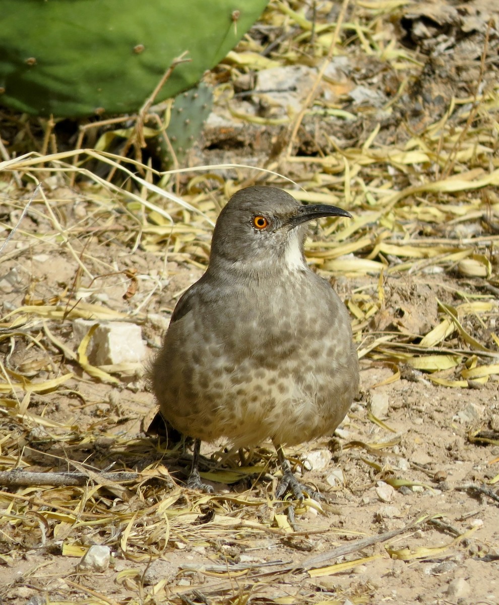 Curve-billed Thrasher - ML645481877