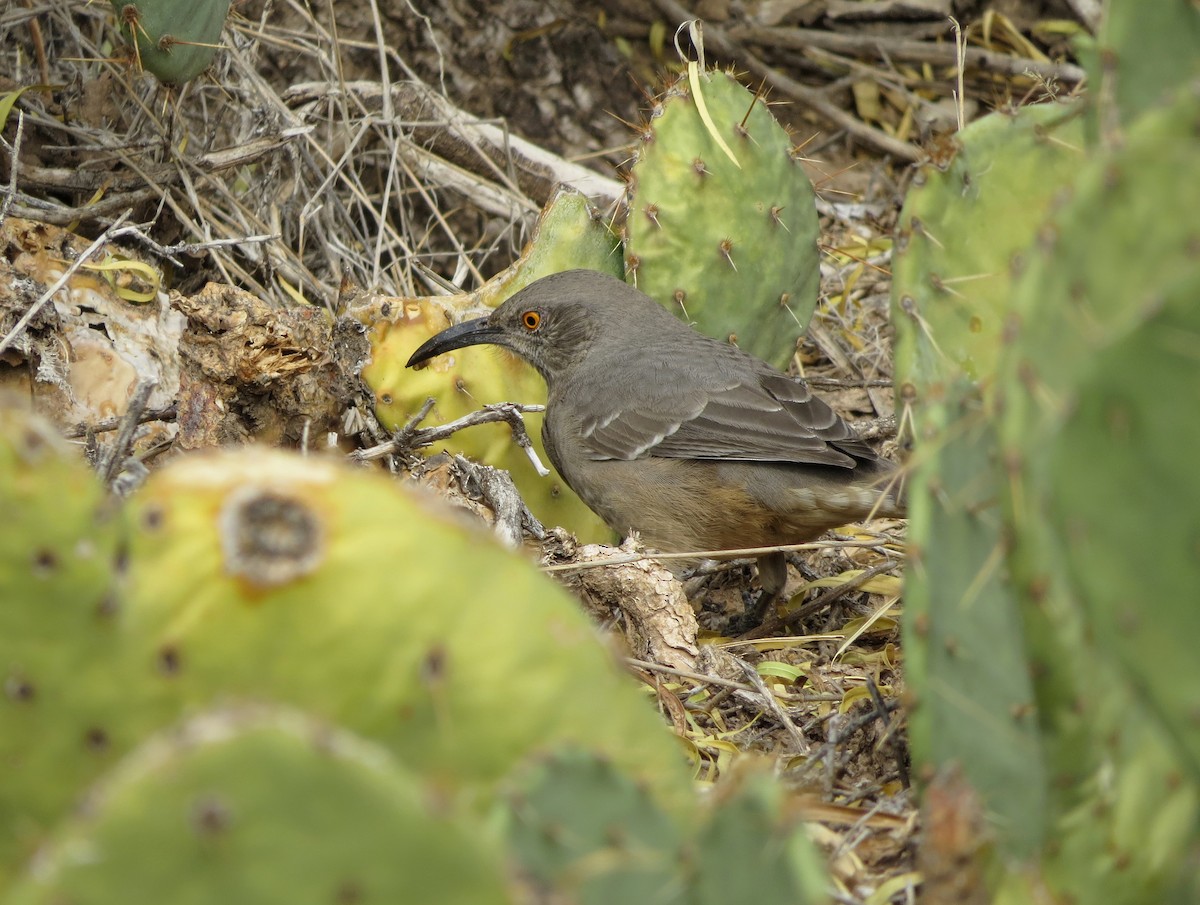 Curve-billed Thrasher - ML645481878