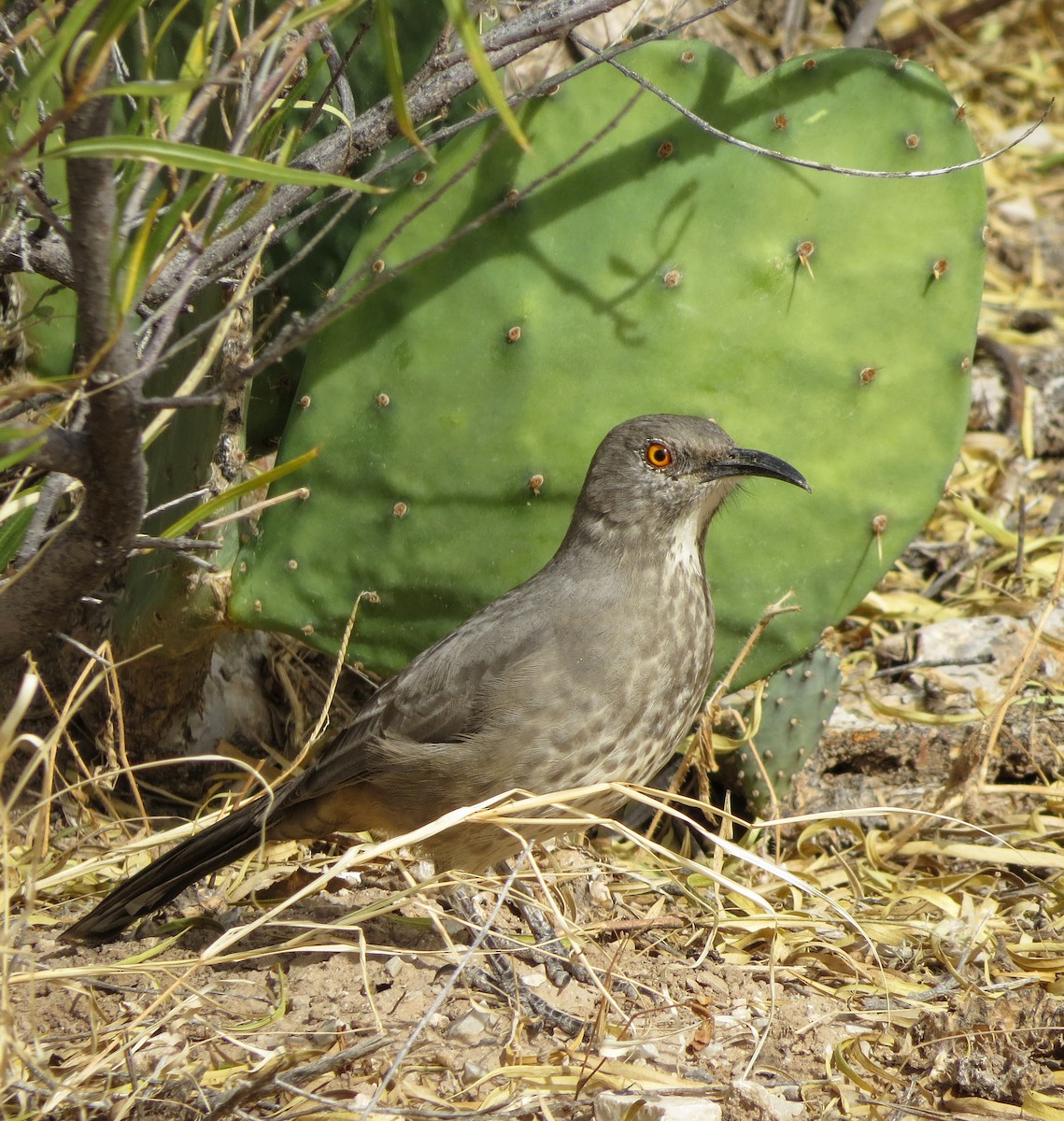 Curve-billed Thrasher - ML645481879