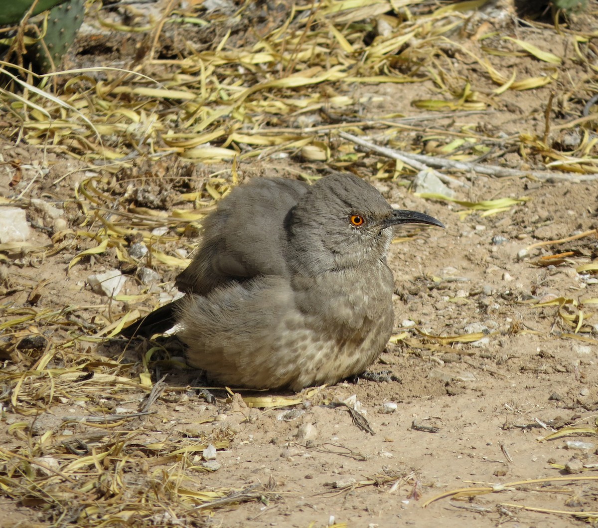 Curve-billed Thrasher - ML645481881