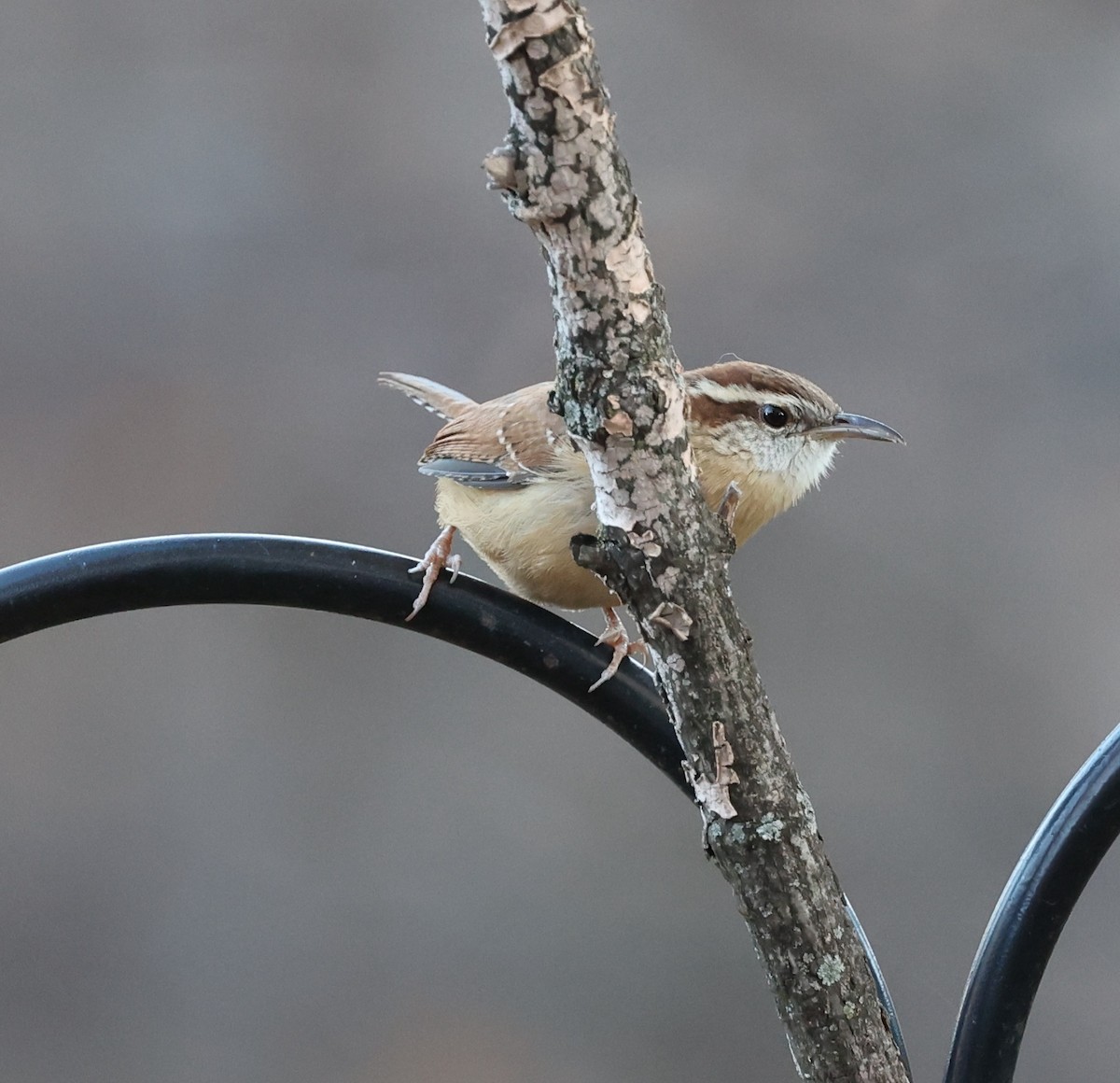 Carolina Wren - ML645481883
