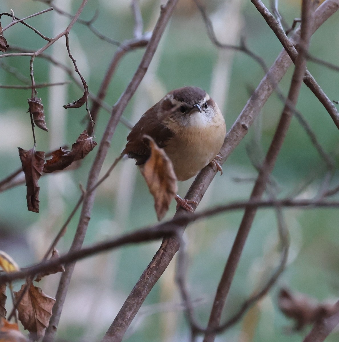 Carolina Wren - ML645481884