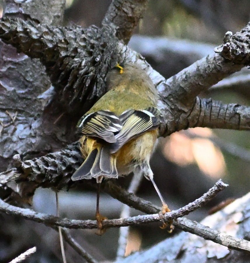 戴菊鳥 - ML645481885