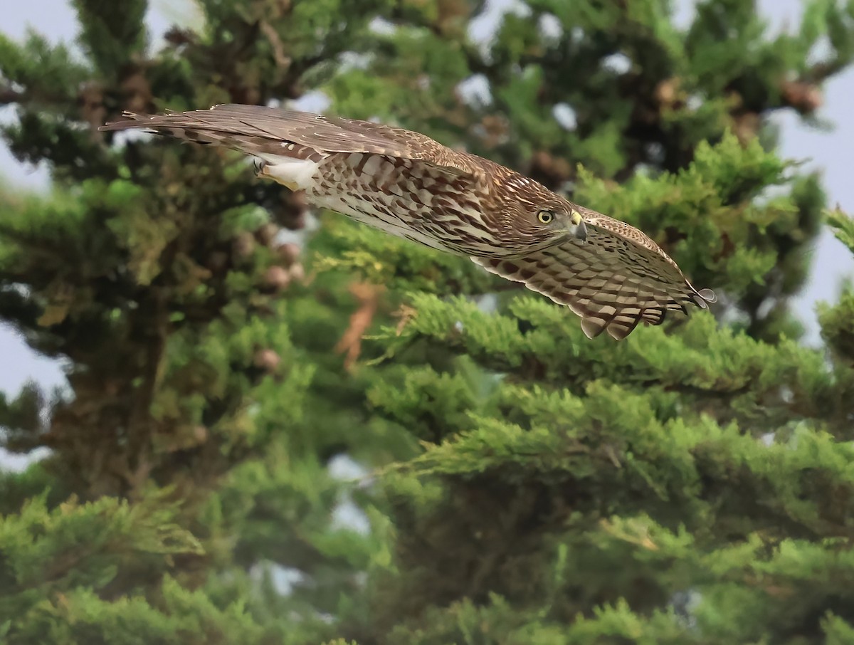 Cooper's Hawk - ML645481889