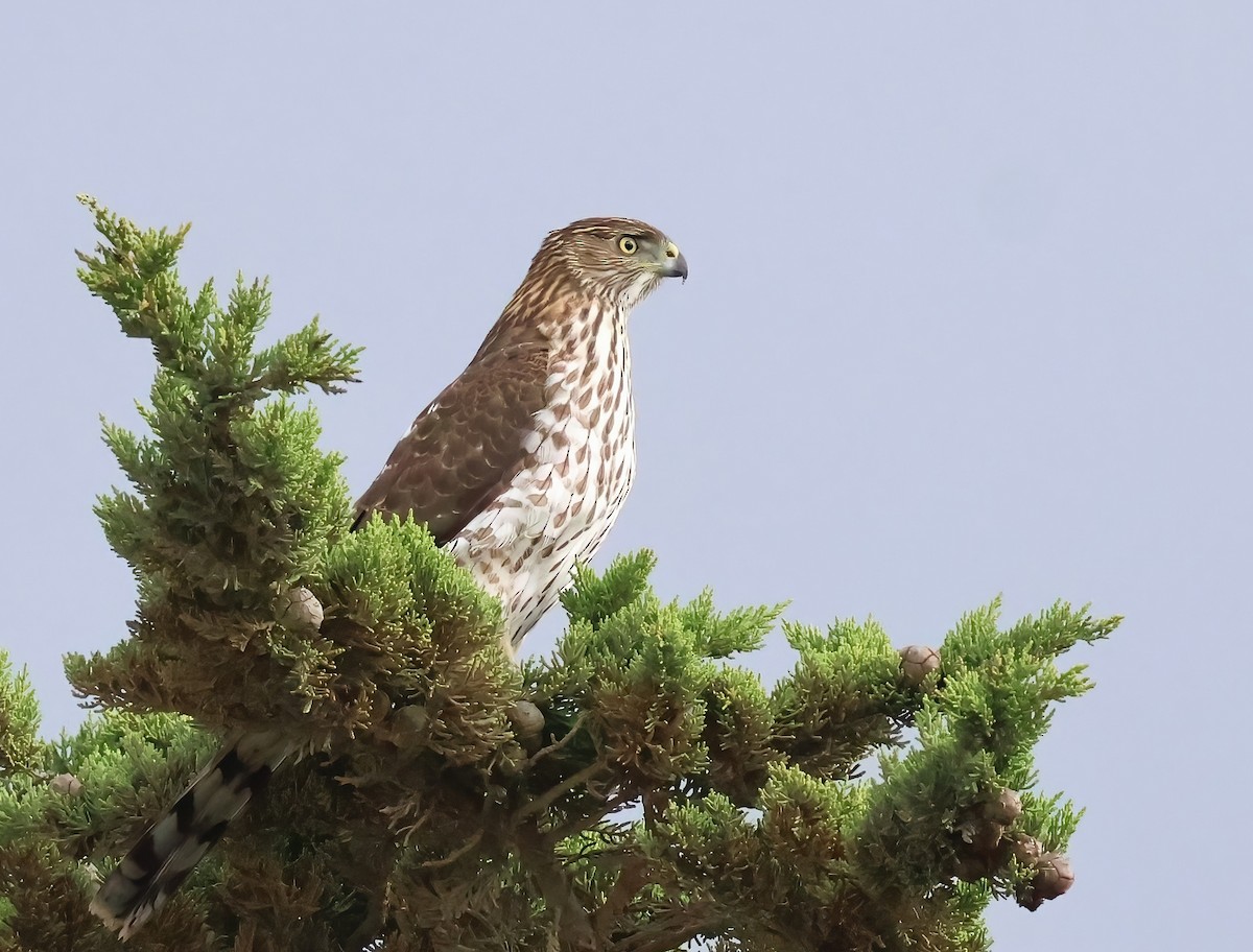 Cooper's Hawk - ML645481890