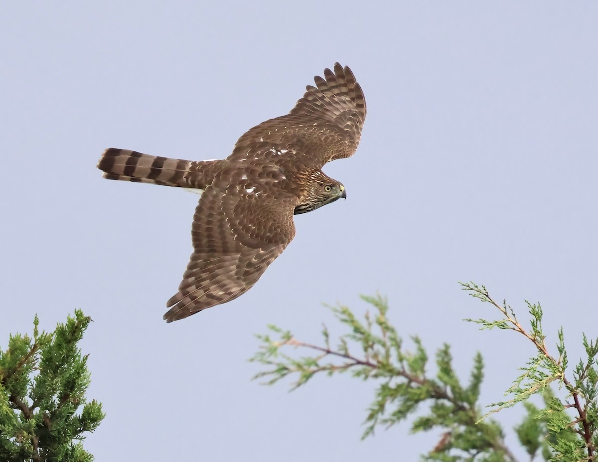 Cooper's Hawk - ML645481891