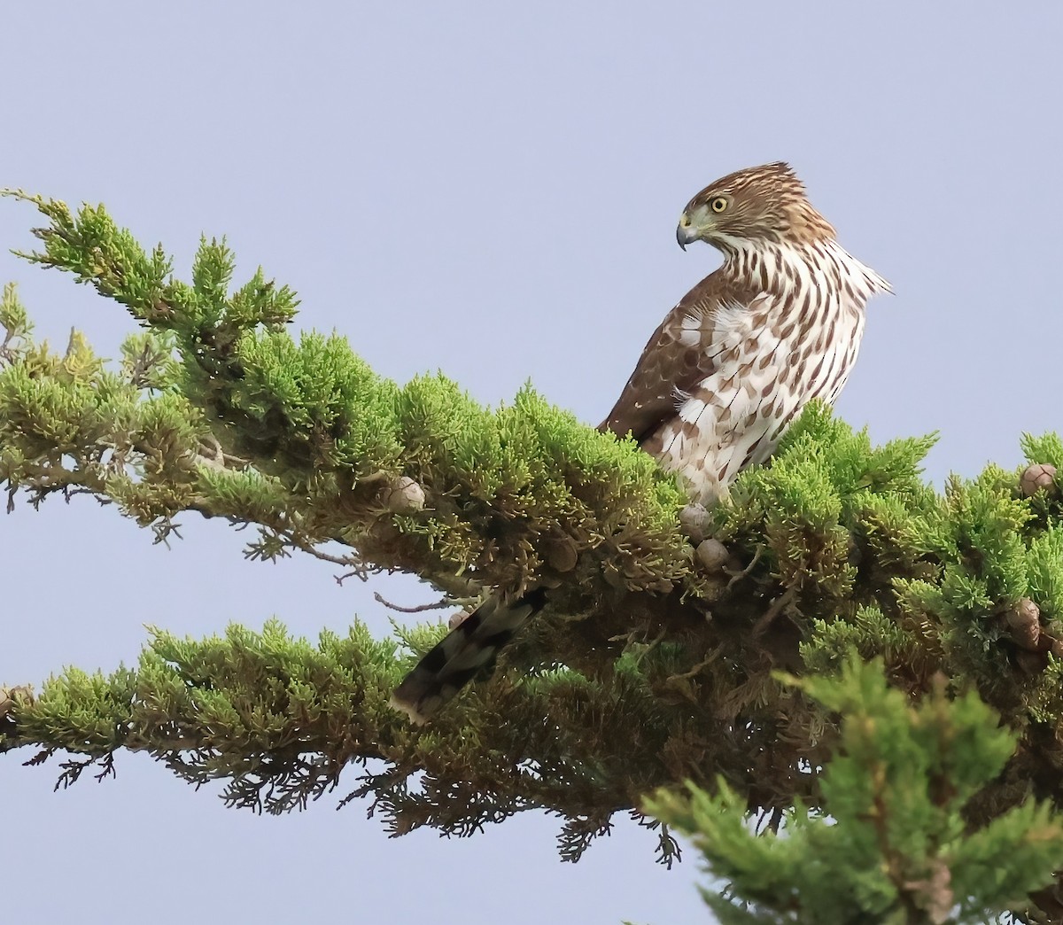Cooper's Hawk - ML645481892