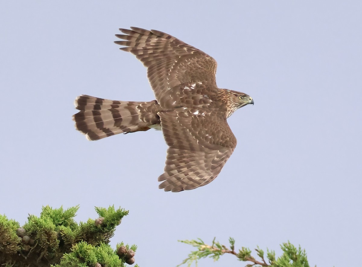 Cooper's Hawk - ML645481893