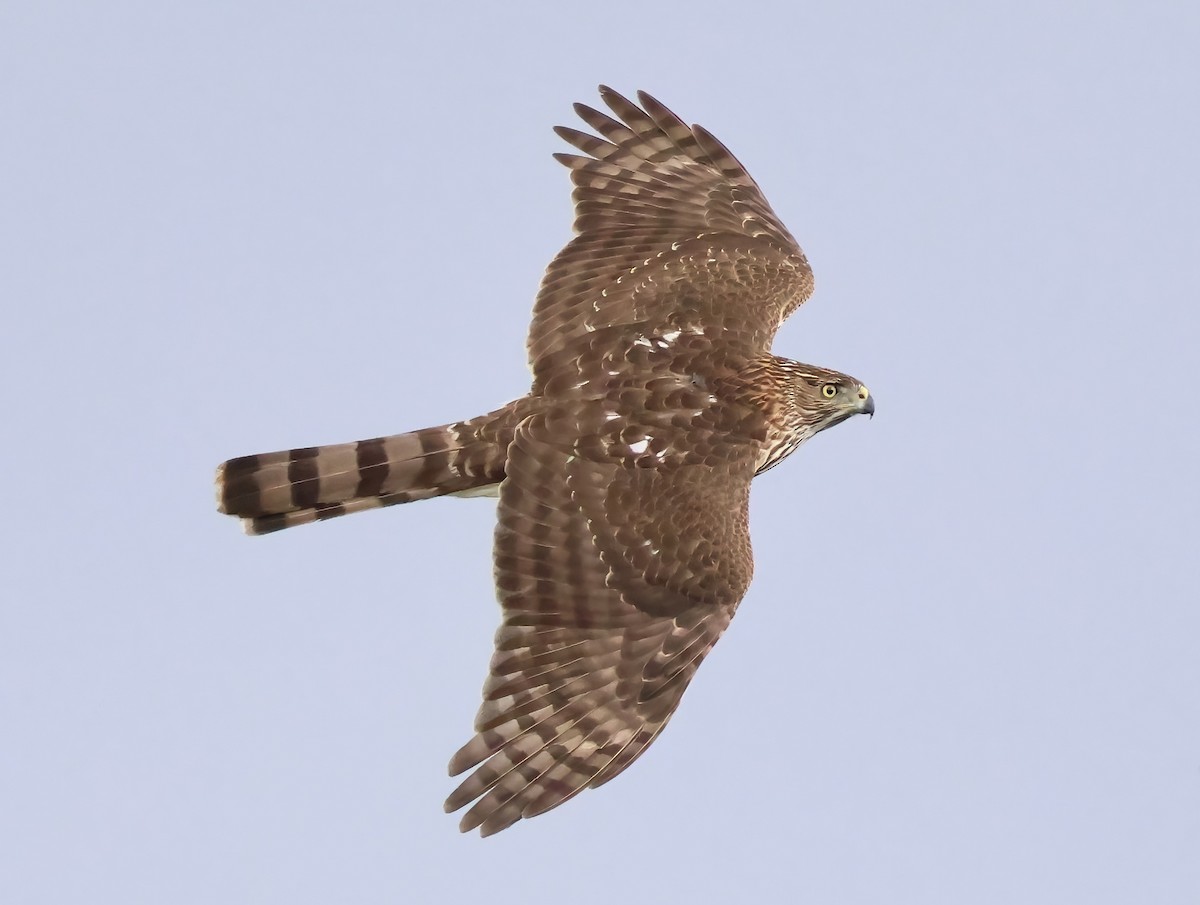 Cooper's Hawk - ML645481894