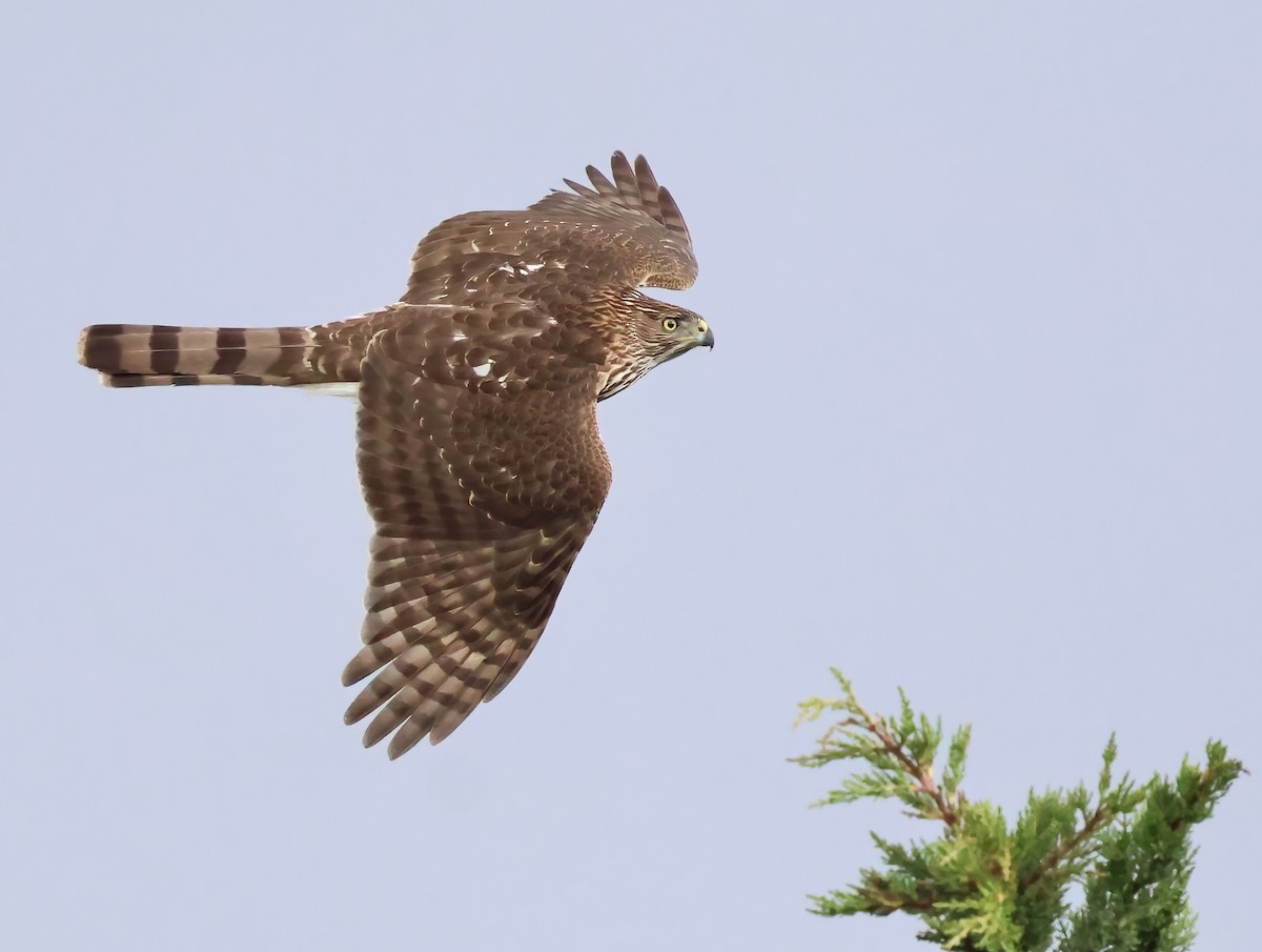 Cooper's Hawk - ML645481895
