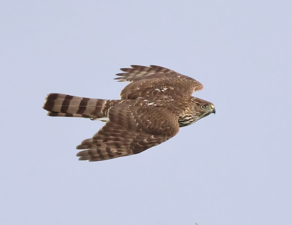 Cooper's Hawk - ML645481896