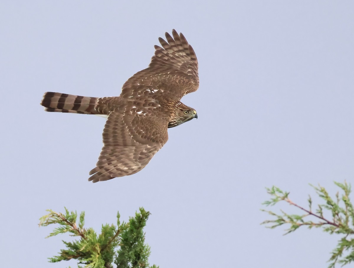 Cooper's Hawk - ML645481897