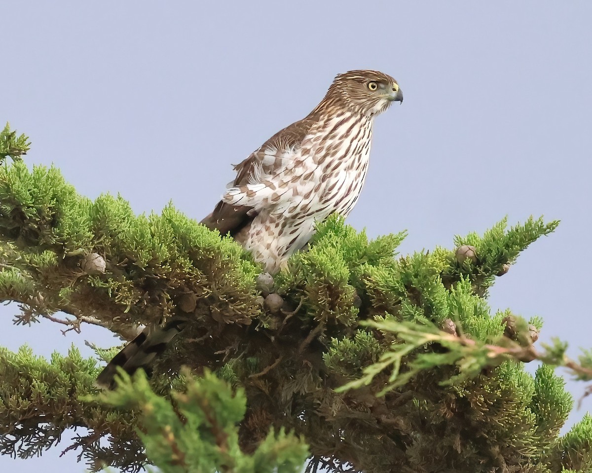 Cooper's Hawk - ML645481898