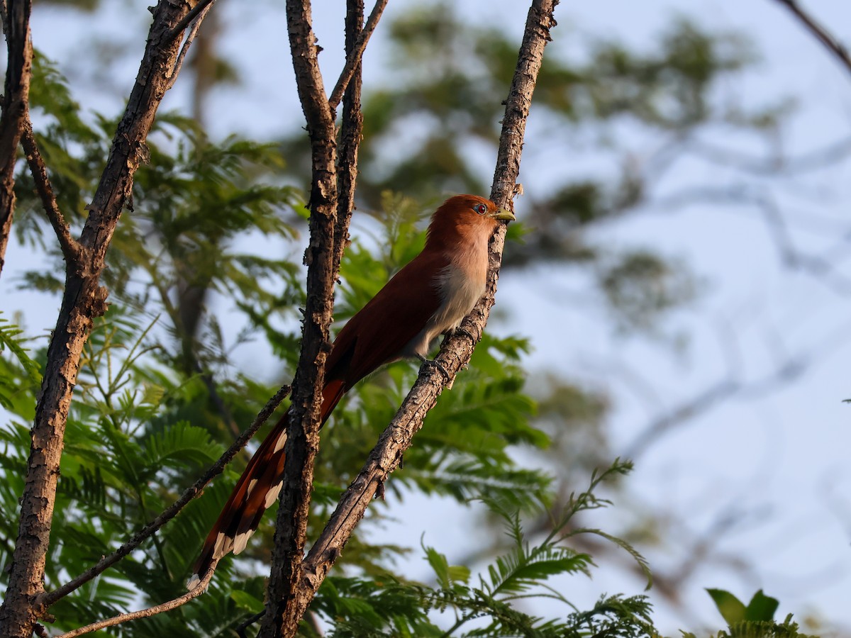 Mexican Squirrel-Cuckoo - ML645481900