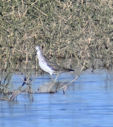 青足鷸 - ML645481904