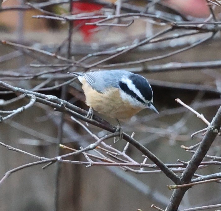 Red-breasted Nuthatch - ML645481905
