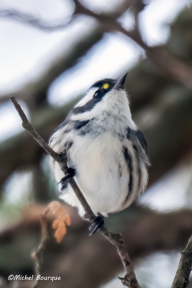 Black-throated Gray Warbler - ML645481909