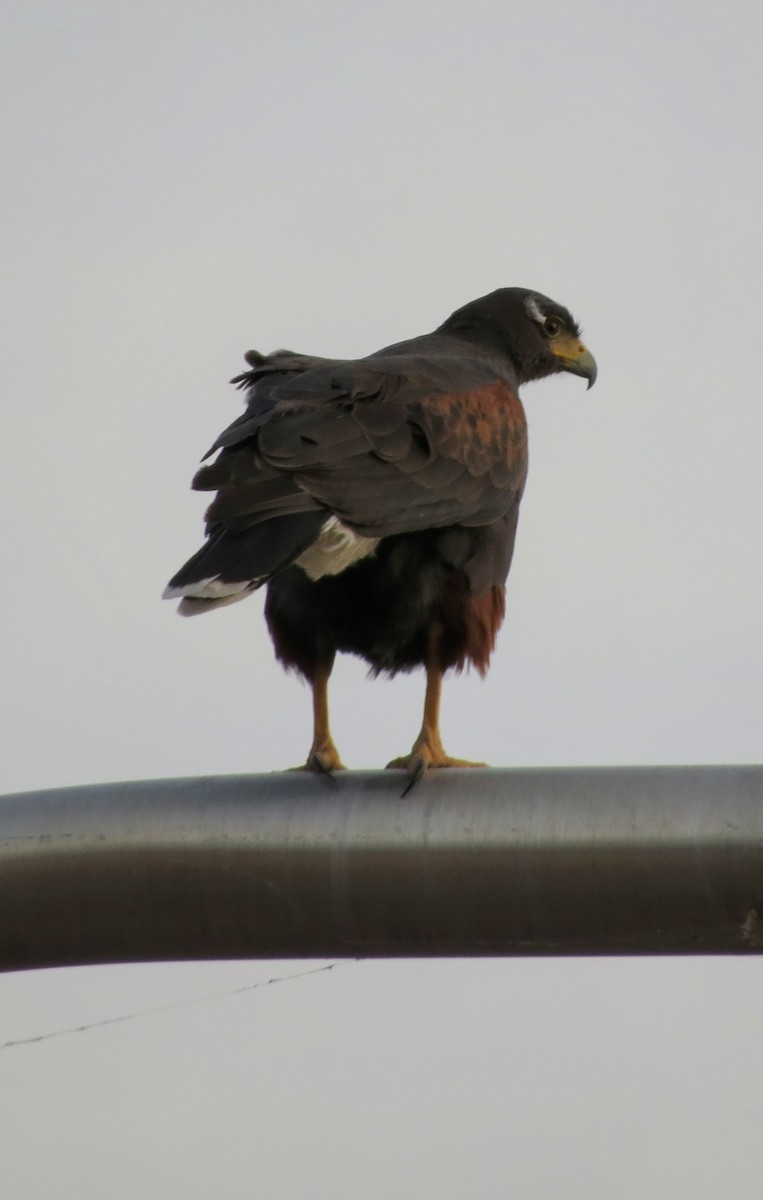 Harris's Hawk - ML645481912