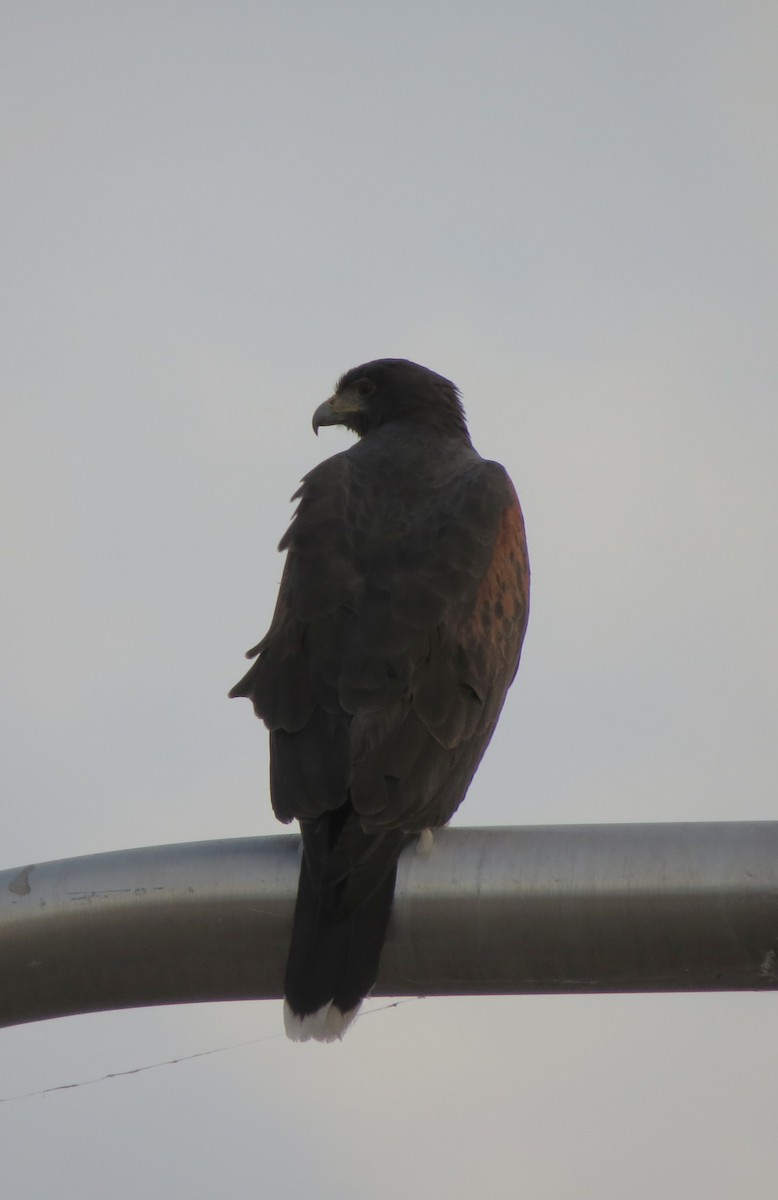 Harris's Hawk - ML645481913