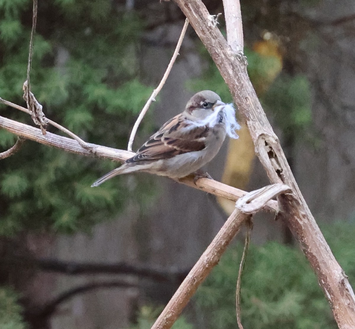 House Sparrow - ML645481917