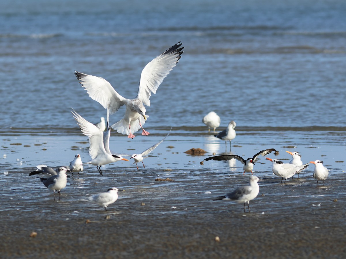 American Herring Gull - ML645481921
