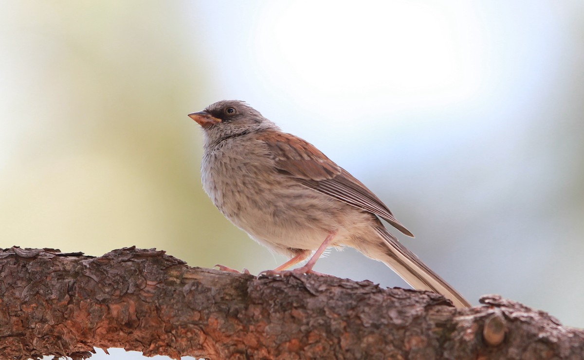 Yellow-eyed Junco - ML645481922