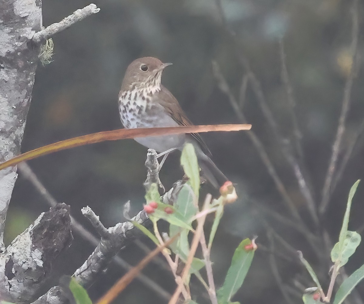Hermit Thrush - ML645481929