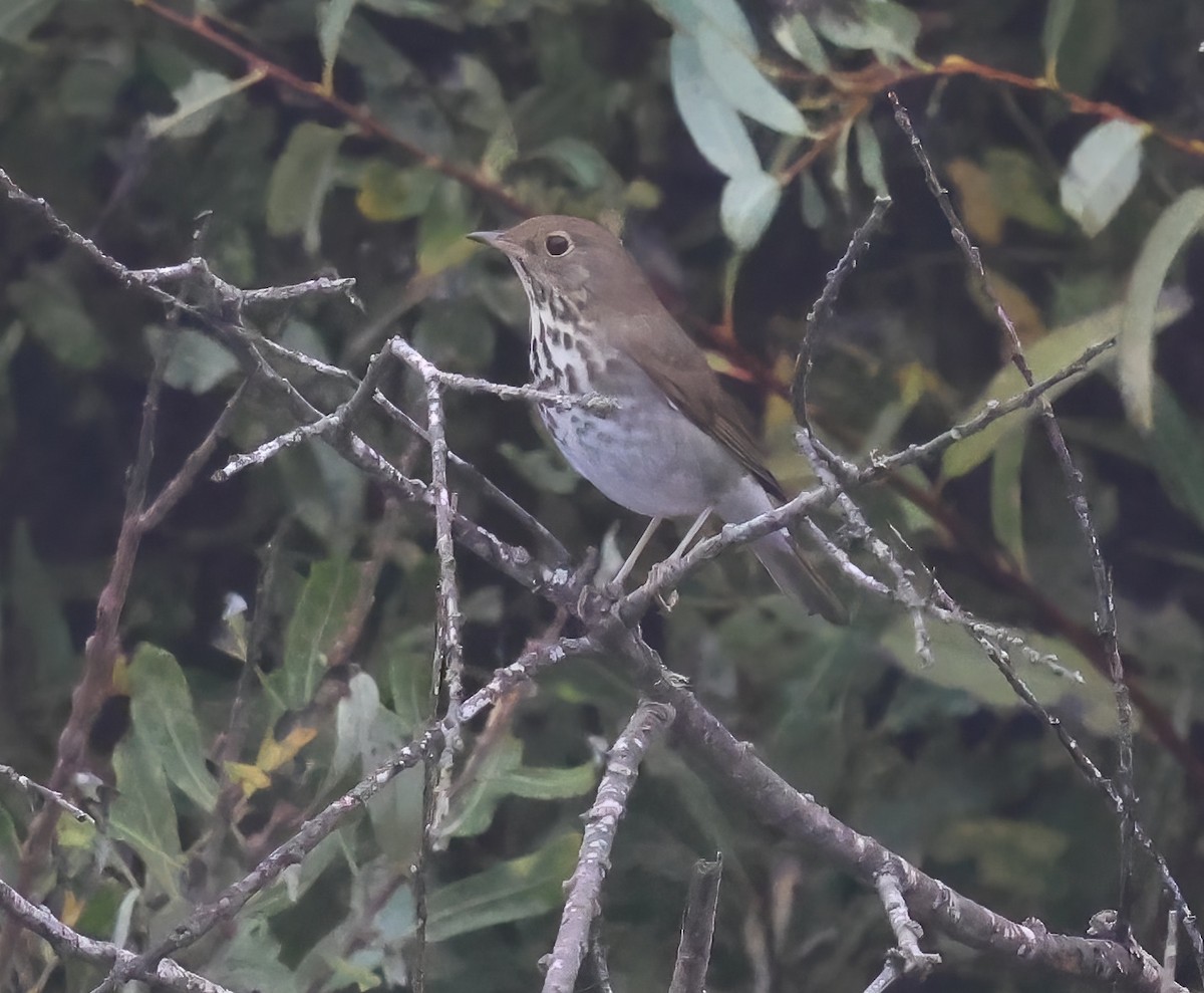 Hermit Thrush - ML645481930