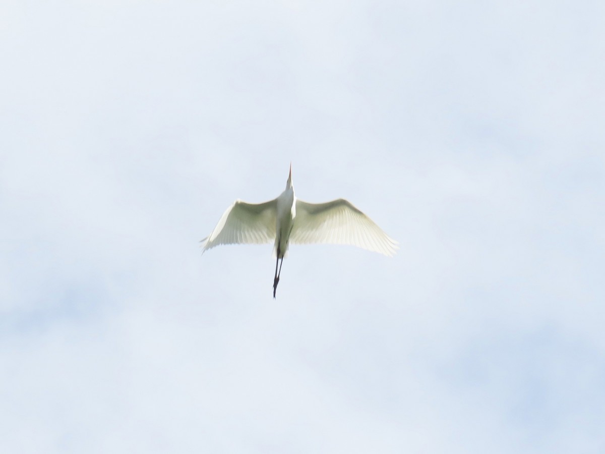 Garceta Grande - ML645481935