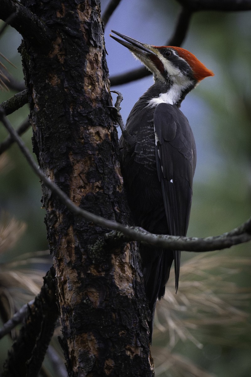 Pileated Woodpecker - ML645481942