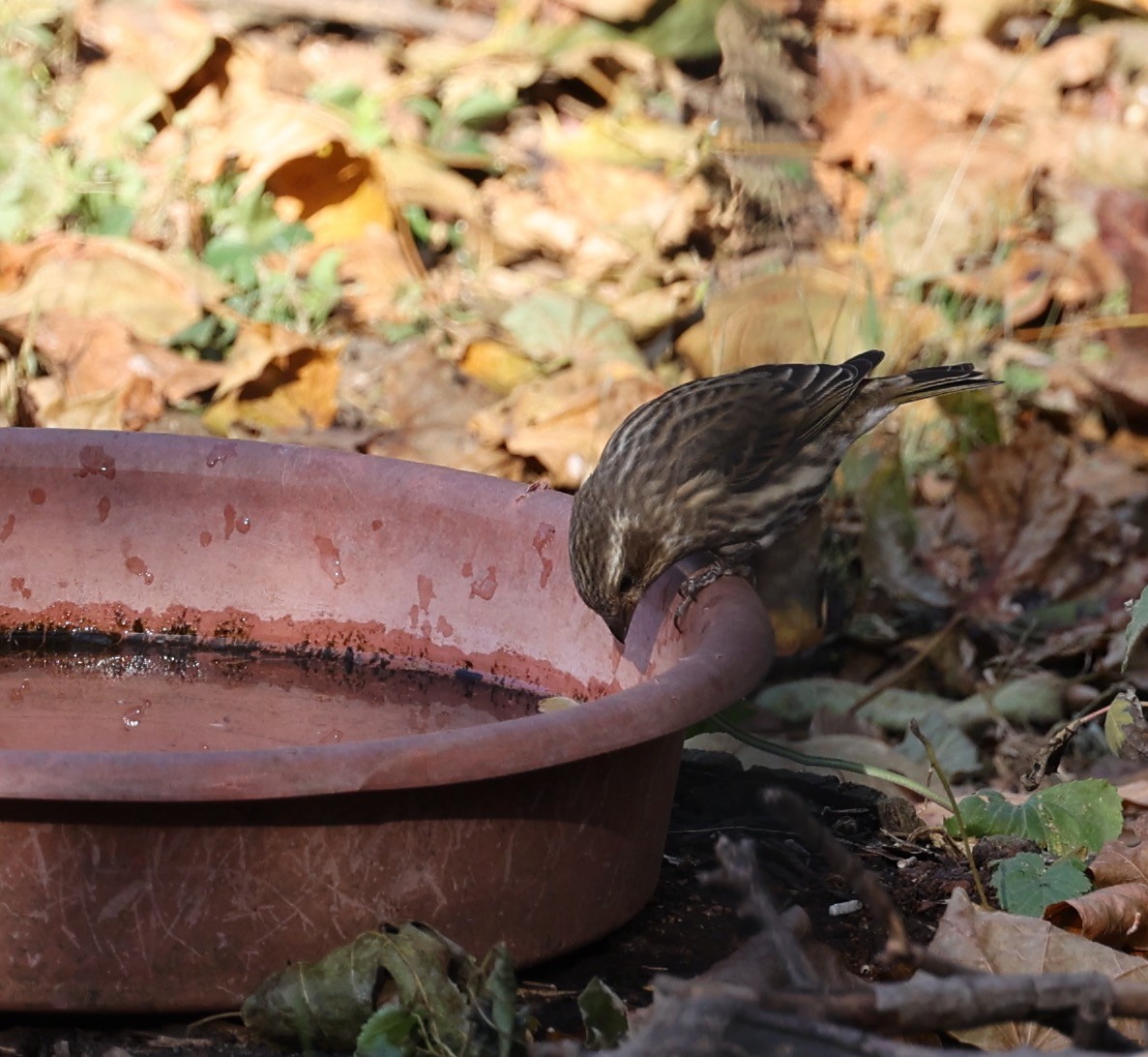 Purple Finch - ML645481943