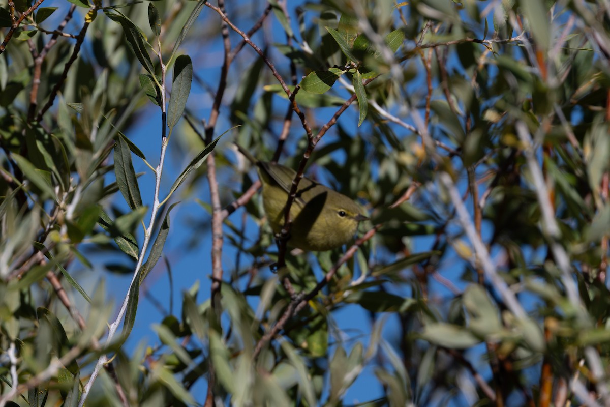 Orange-crowned Warbler - ML645481945