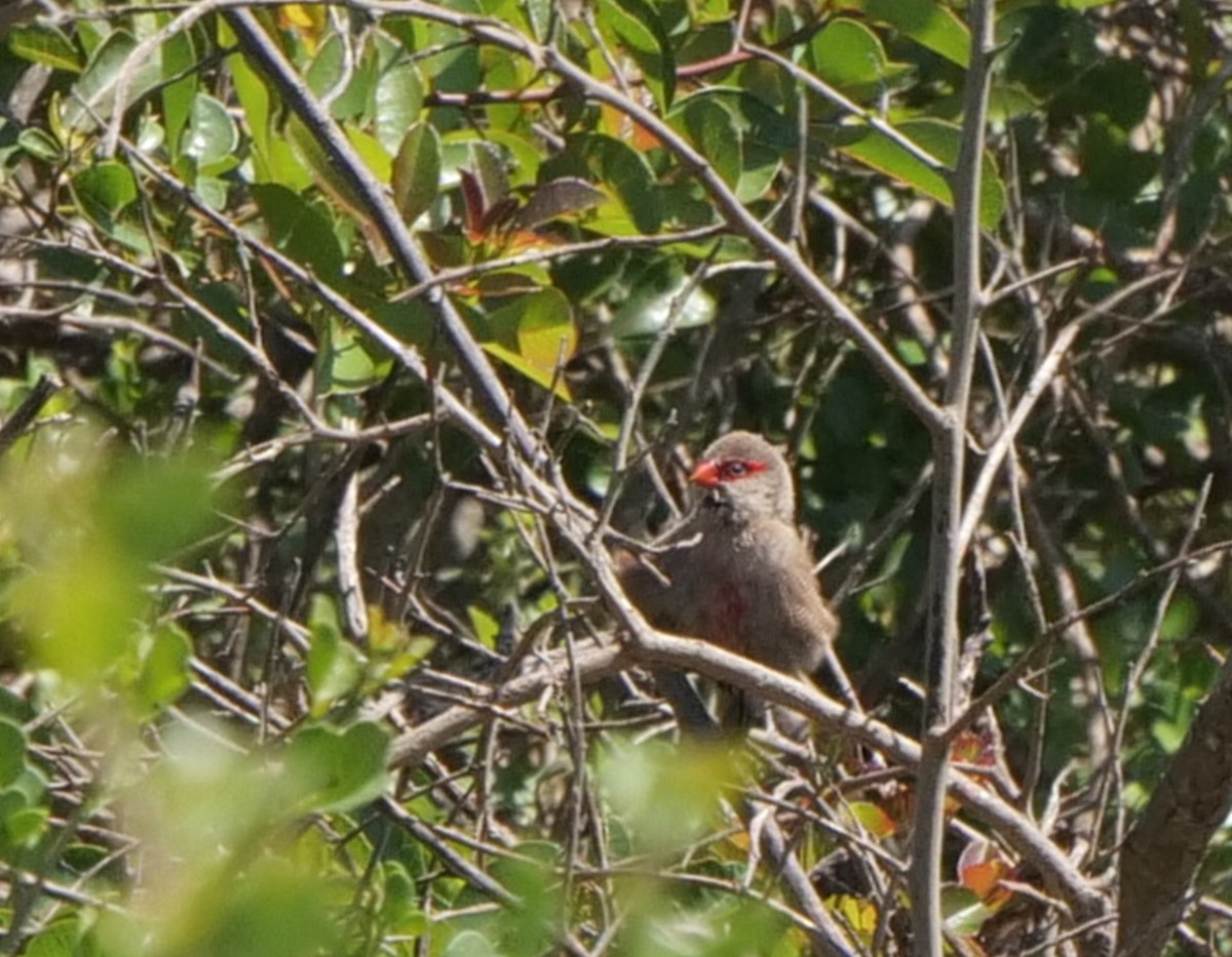 Common Waxbill - ML645481964