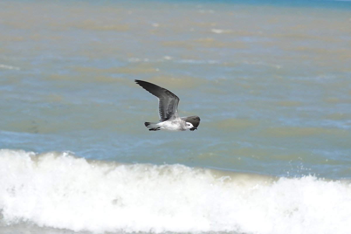 Laughing Gull - ML645481969