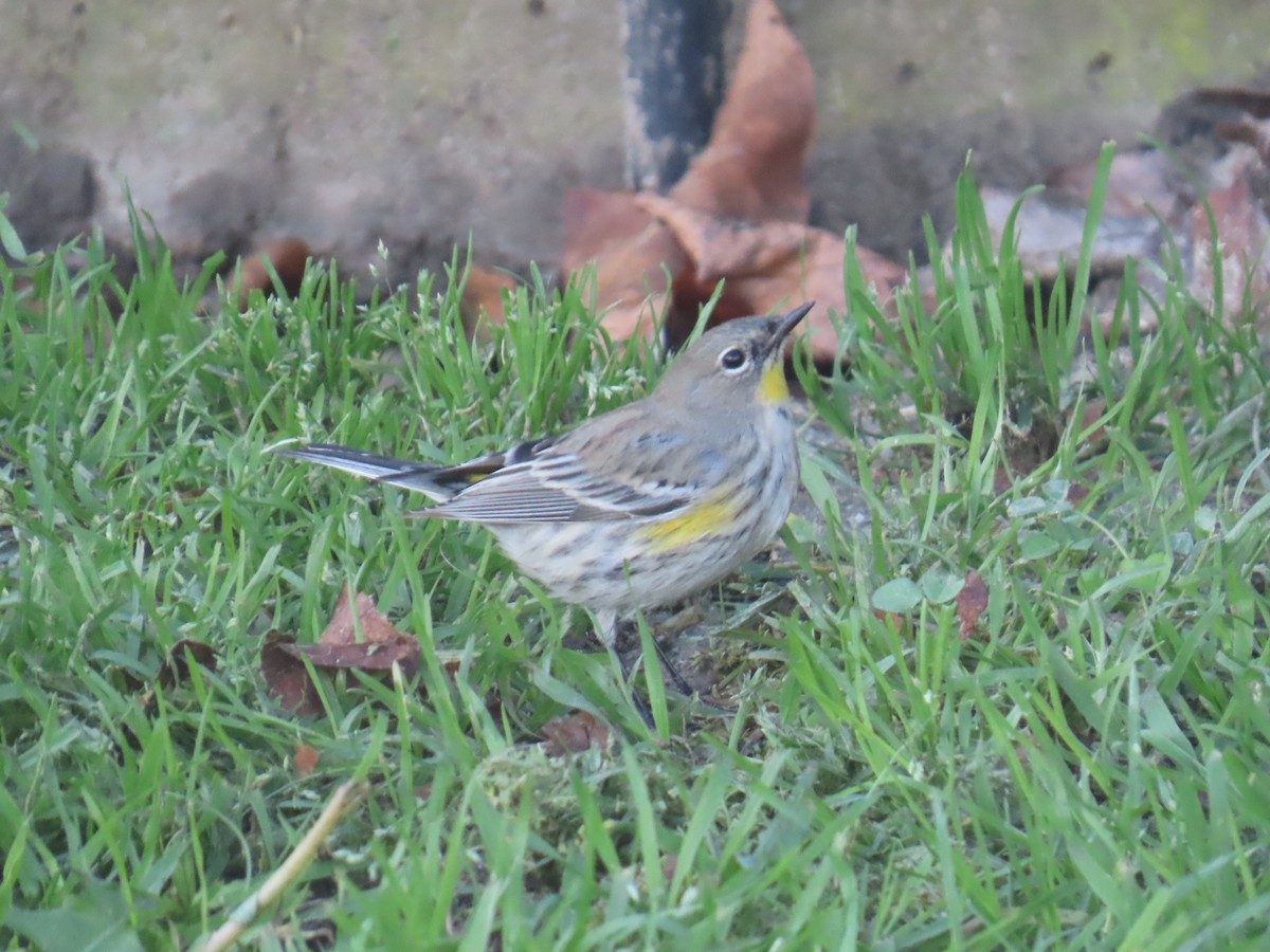 Yellow-rumped Warbler - ML645481975