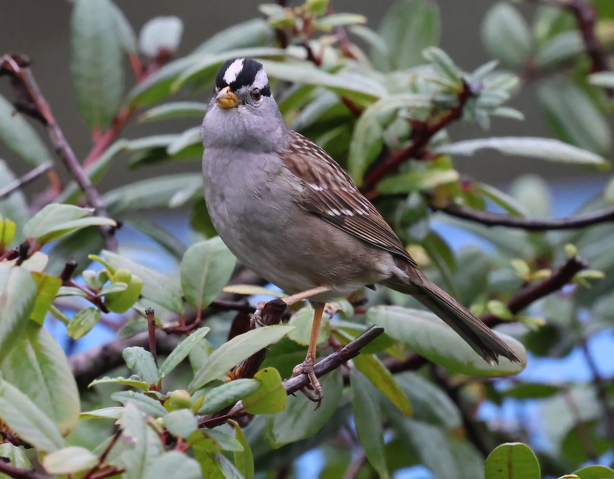 Porsuk Serçesi - ML645481976