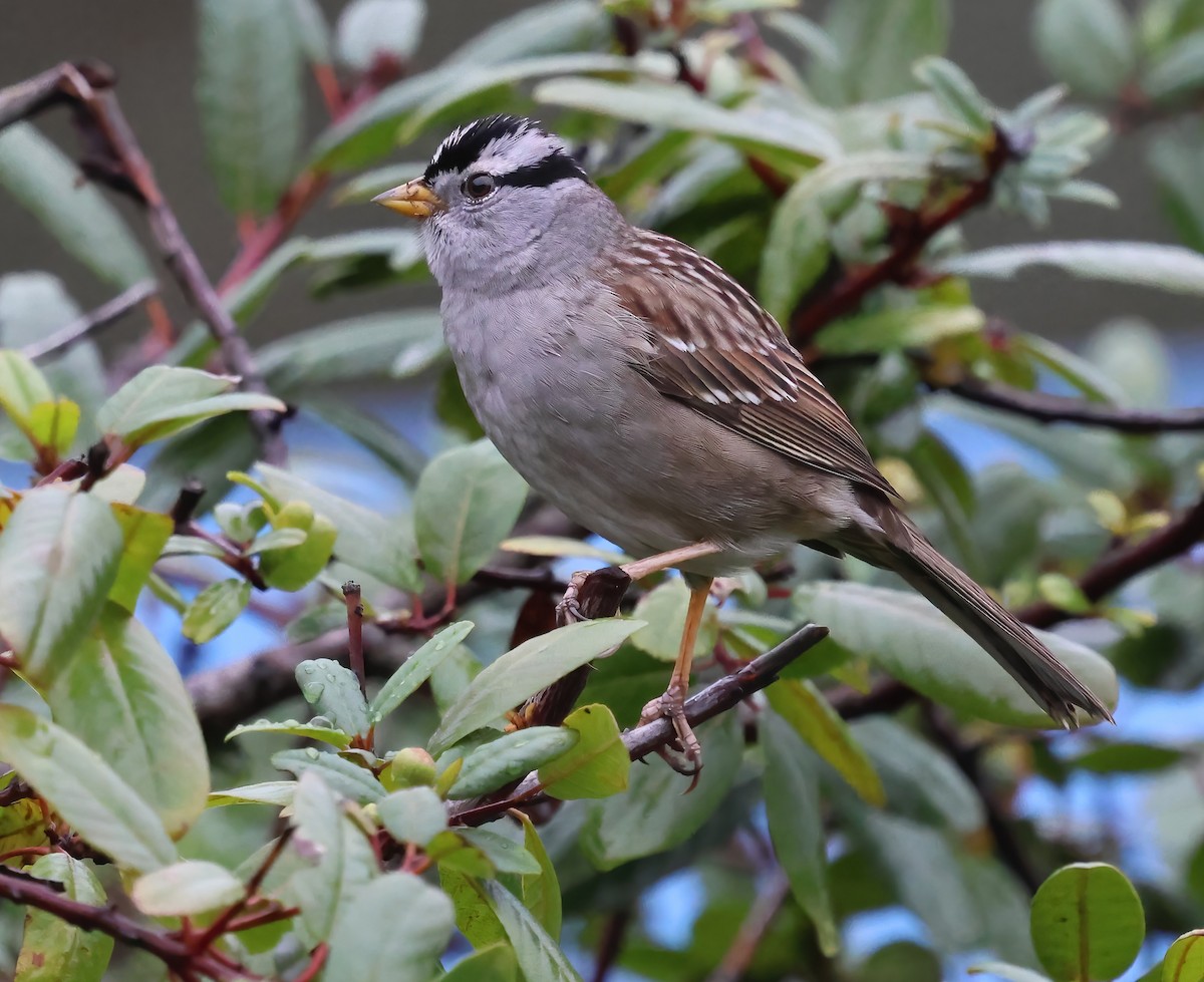 Porsuk Serçesi - ML645481977