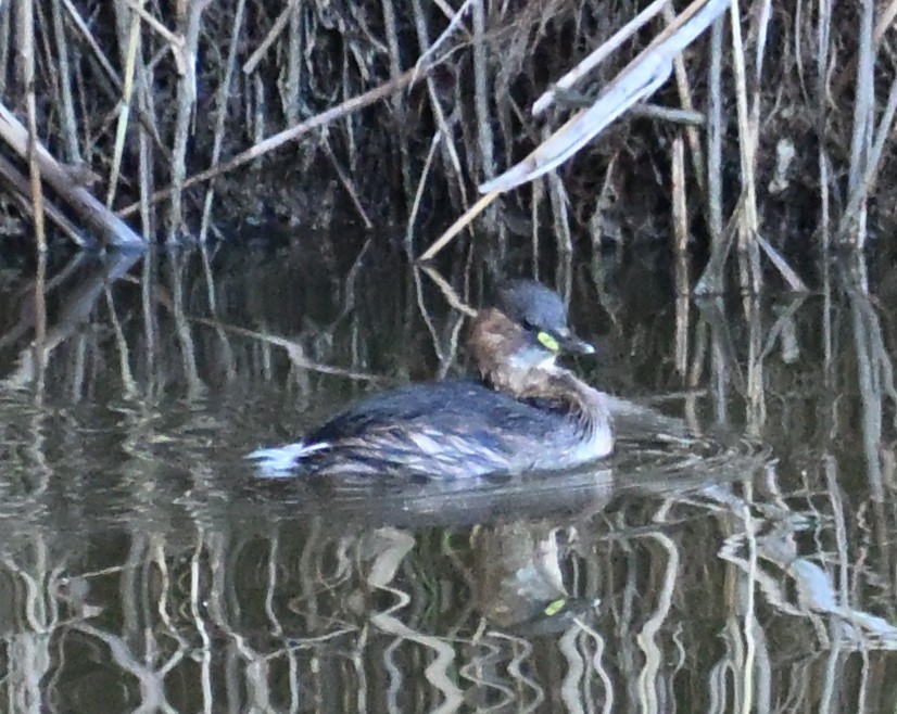 小鸊鷉 - ML645481980