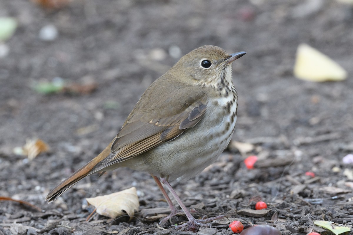 Hermit Thrush - ML645481987