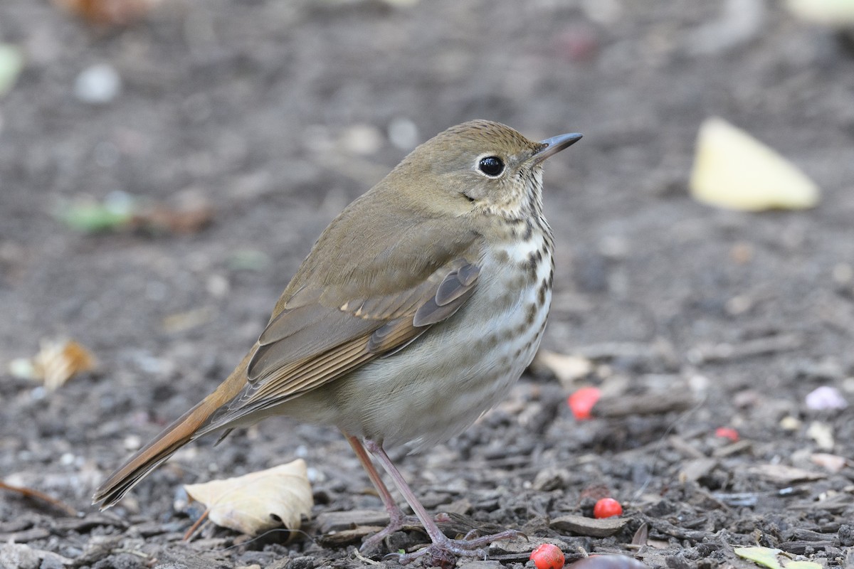 Hermit Thrush - ML645481988