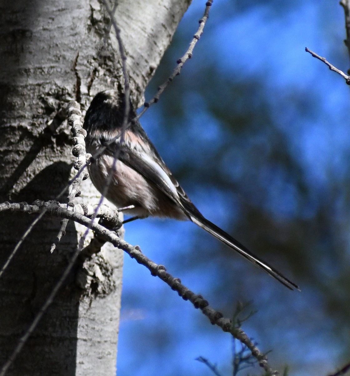 Long-tailed Tit - ML645481997