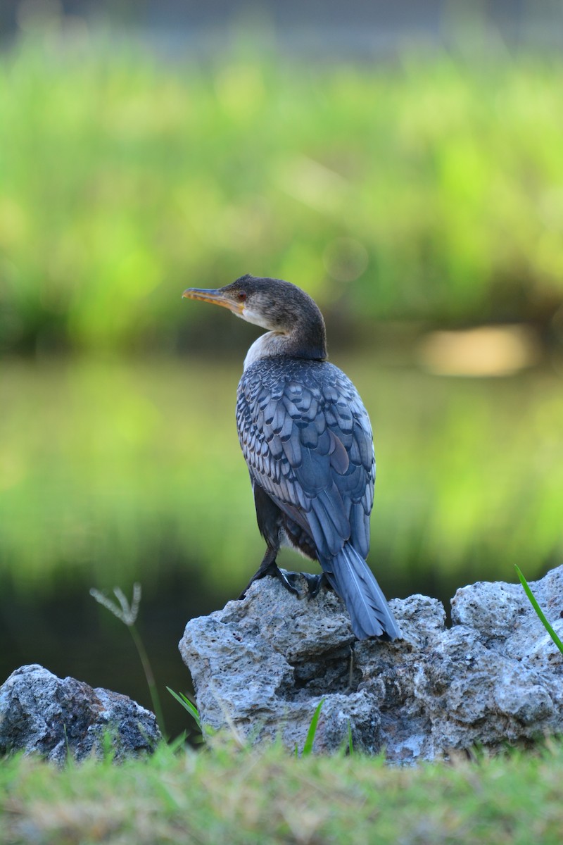 kormorán dlouhoocasý - ML645482008